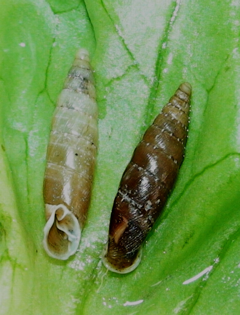 Siciliaria (Stigmatica) kobeltiana (Kster, 1876)